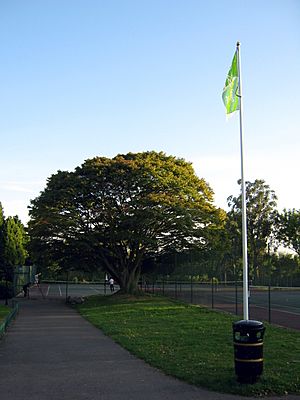 Hendon park