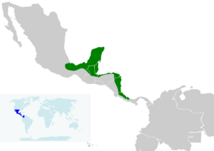 A map of Central America showing the range of the black-cowled oriole as a green strip along the Caribbean coast