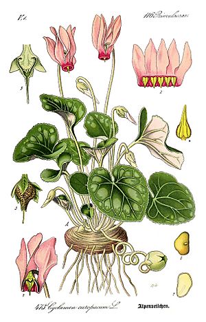 Illustration Cyclamen purpurascens0