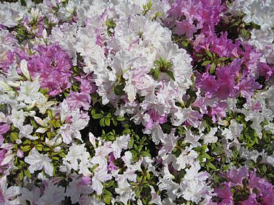 Japanese garden flowers