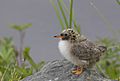 Juvenile Arctic Tern