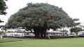 Kalakaua Park - Banyan