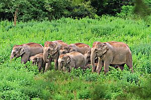 Kui Buri National Park (Prachuap Khiri Khan Province, Thailand