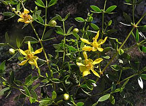 Larrea divaricata (8687035402).jpg