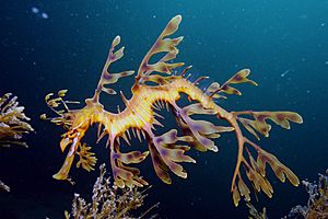 Leafy Seadragon on Kangaroo Island.jpg