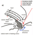 Limpet Teeth Mechanism