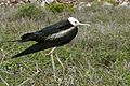 Magnificent Frigatebird (Fregata magnificens) -juvenile