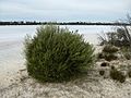 Melaleuca halophila (habit)