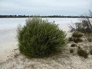 Melaleuca halophila (habit).JPG