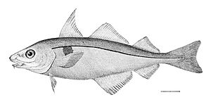 Melanogrammus aeglefinus