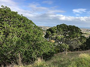 Mount Albert Ōwairaka Native Trees