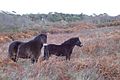 Murlough Nature Reserve - geograph.org.uk - 82876