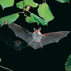 Myotis bechsteinii-flying