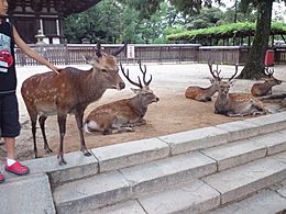 Nara Park Shika