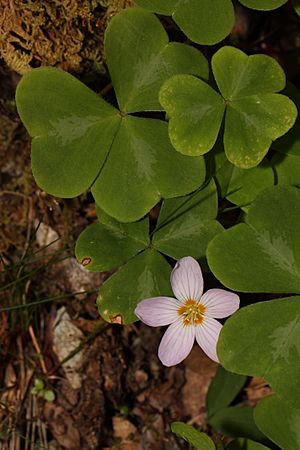 Oxalis oregana 4988.JPG