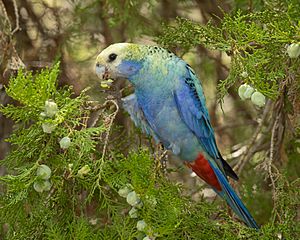 Pale-headed Rosella - Herbaton.jpg