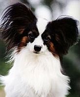 Papillondog