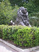 Perry Lion National Zoo Head Down