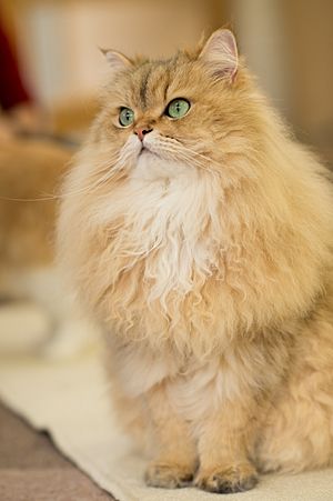 Persian in Cat Cafe