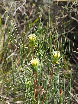 Petrophile acicularis.jpg