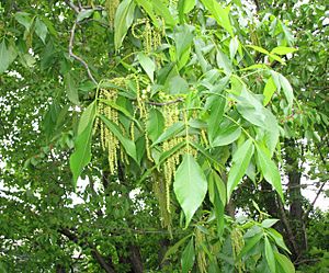 Phylloxera galls. Carya glabra