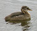 Podiceps grisegena -chick in Alaska-6-4c