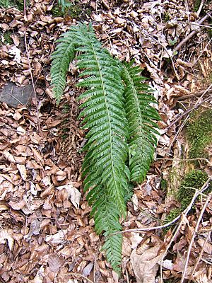 Polystichum aculeatum.jpg