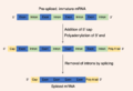 Post-transcriptional modification of pre-mRNA