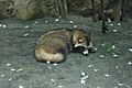 Racoon dog2