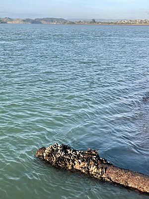 Raglan sewage outfall pipe