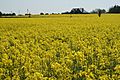 Rapefield in Killerig, Co. Carlow