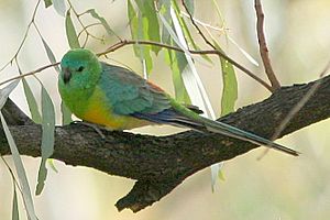 Red-rumped Parrot