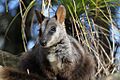 Rock Wallaby at Taronga Zoo (6762965495)