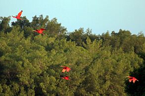 Scarlet ibis (Eudocimus ruber)