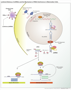 ShRNA Lentivirus