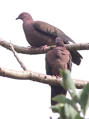 Short-billed Pigeon.jpg