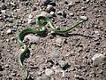 Smooth Green Snake (11856962215)