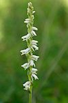 Spiranthes vernalis.jpg