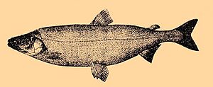 Stenodus leucichthys.jpg