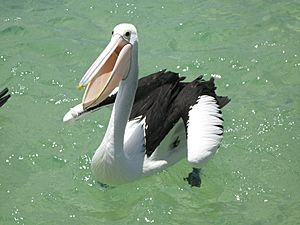 Tangalooma Pelican