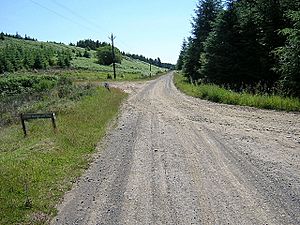 Track in Kielder Forest - geograph.org.uk - 204470