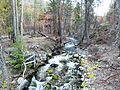 Creek in a forest with some burnt stumps visible