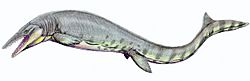 Tylosaurus pembinensis 1DB.jpg