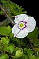 Veronica Jovellanoides Flower Close-up