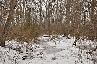 WestboroughMA CedarSwampWinter.jpg