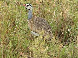 White-bellied Bustard, male