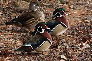 Wood ducks