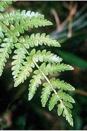 Woodwardia virginica