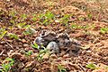 Yellow-wattled lapwing (Vanellus malabaricus) chicks