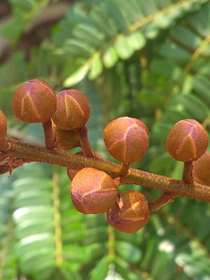 Yellow flamboyant flower buds